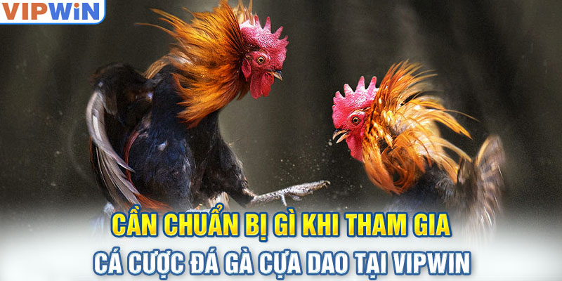 Cần chuẩn bị gì khi tham gia cá cược đá gà cựa dao tại VIPwin