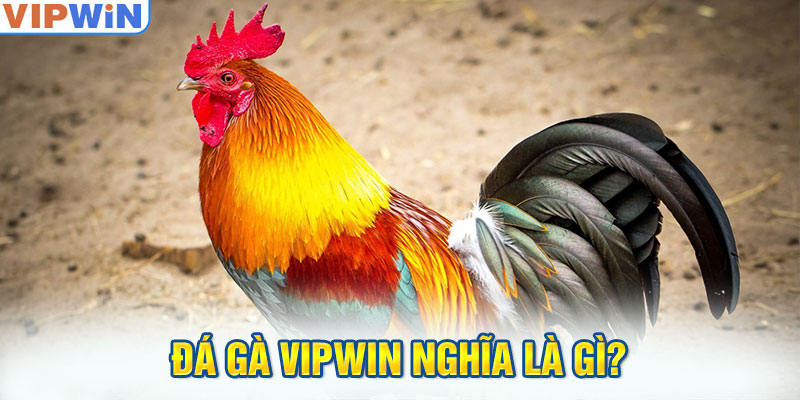 Đá gà VIPwin nghĩa là gì?