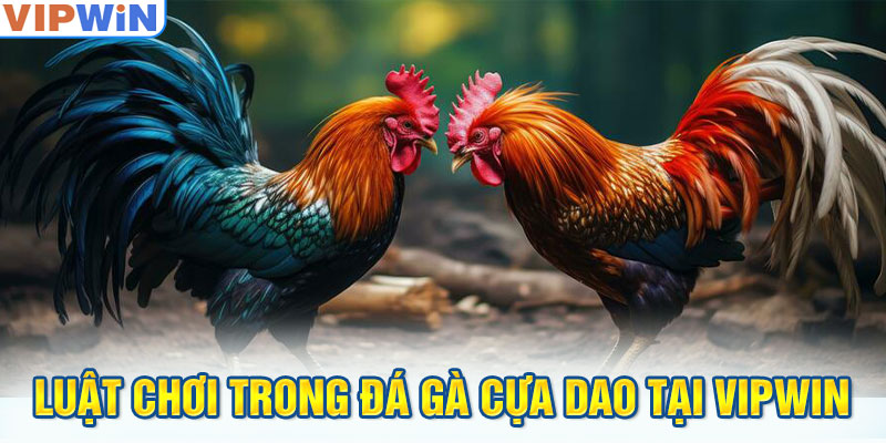 Luật chơi trong đá gà cựa dao tại VIPwin