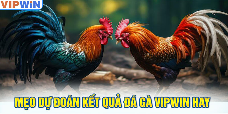 Mẹo dự đoán kết quả đá gà VIPwin hay 