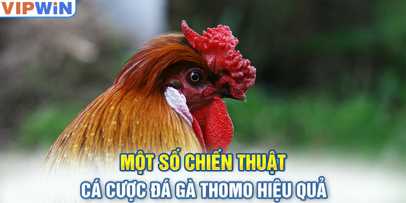 Một số chiến thuật cá cược đá gà Thomo hiệu quả 