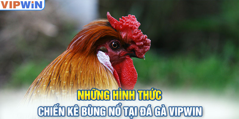 Những hình thức chiến kê bùng nổ tại đá gà VIPwin