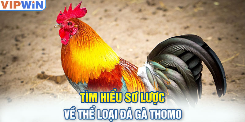 Tìm hiểu sơ lược về thể loại đá gà Thomo